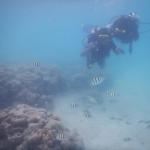 Blue Corals Dive