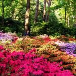 Rhododendronpark Bremen And Botanika