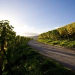 Trier Wine Culture Trail