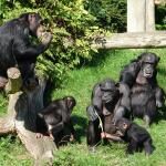 Chester Zoo 