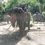 Mahawangchang Elephant Camp