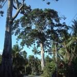 Islands Tallest Tree