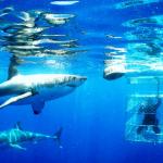 Shark Diving With Shark And Safari - Tours And Shuttles