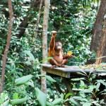 Shangri Laand#39;s Orangutan Care Project