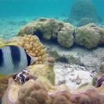Pure Snorkelling By Reef Discovery