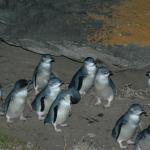 Penneshaw Penguin Centre 