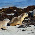 Seal Bay Conservation Park 