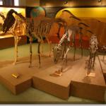 Museo Di Geologia E Paleontologia