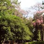 Alegre Botanical Garden 