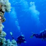 Scuba Diving At Bunaken