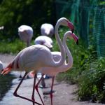 Budapest Zoo And Botanical Garden