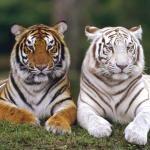 National Zoological Gardens Of Sri Lanka