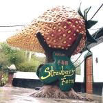 Kok Lim Strawberry Farm