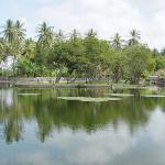 Lotus Lagoon