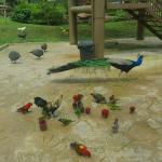 Melaka Bird Park