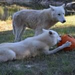 Seacrest Wolf Preserve