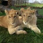 Kevin Richardson Wildlife Sanctuary (lionwhisperer)