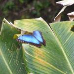 Monteverde Butterfly Garden 
