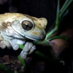 Monteverde Frog Pond