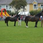 Aberaeron Festival Of Welsh Ponies And Cobs