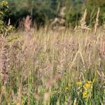 Mollys Wood Community Nature Reserve