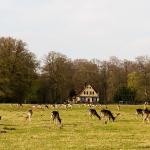 Wildpark (edward Milner, 19. Jahrhundert)