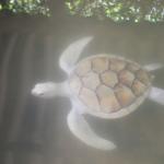 Turtle Hatchery