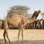 Camel-breeding Farm