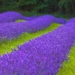 Terre Bleu Lavender Farm
