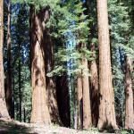 Sequoia National Forest And Giant Sequoia National Monument