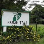 Ladang Teh Sabah
