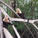 Monkey Mangrove Tour Chino