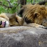 Lion And Cheetah Park