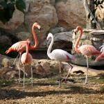 Pafos Zoo