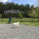Mason District Off-leash Dog Park
