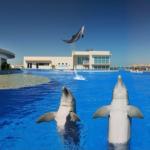 Dolphin Conservation Center At Marineland