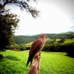 Falconry Experience Wales