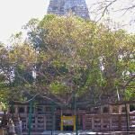 Bodhi Tree (bodhgaya)