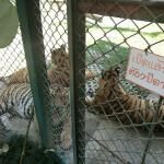 Tiger Kingdom Mae Rim Chiang Mai