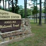Angelina National Forest