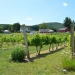 Rosedale Farms And Vineyards