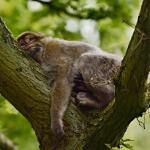 Trentham Monkey Forest 
