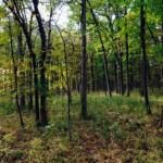 Macarthur Woods Forest Preserve