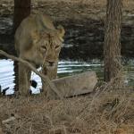 Gir National Park And Wildlife Sanctuary