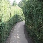 Hampton Court Maze