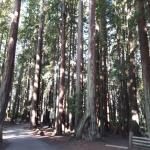 Sequoia Park Garden