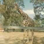 Louisiana Purchase Gardens And Zoo