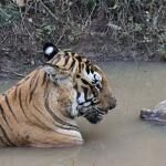 Bandipur Tiger Safari