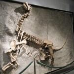 BYU Museum Of Paleontology 