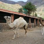 Camel Safari Park
